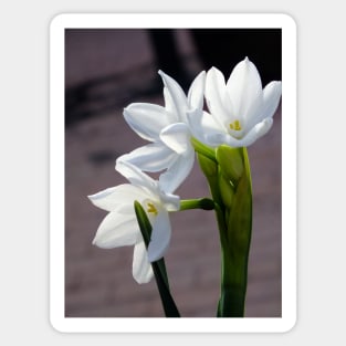 White Narcissus Sticker